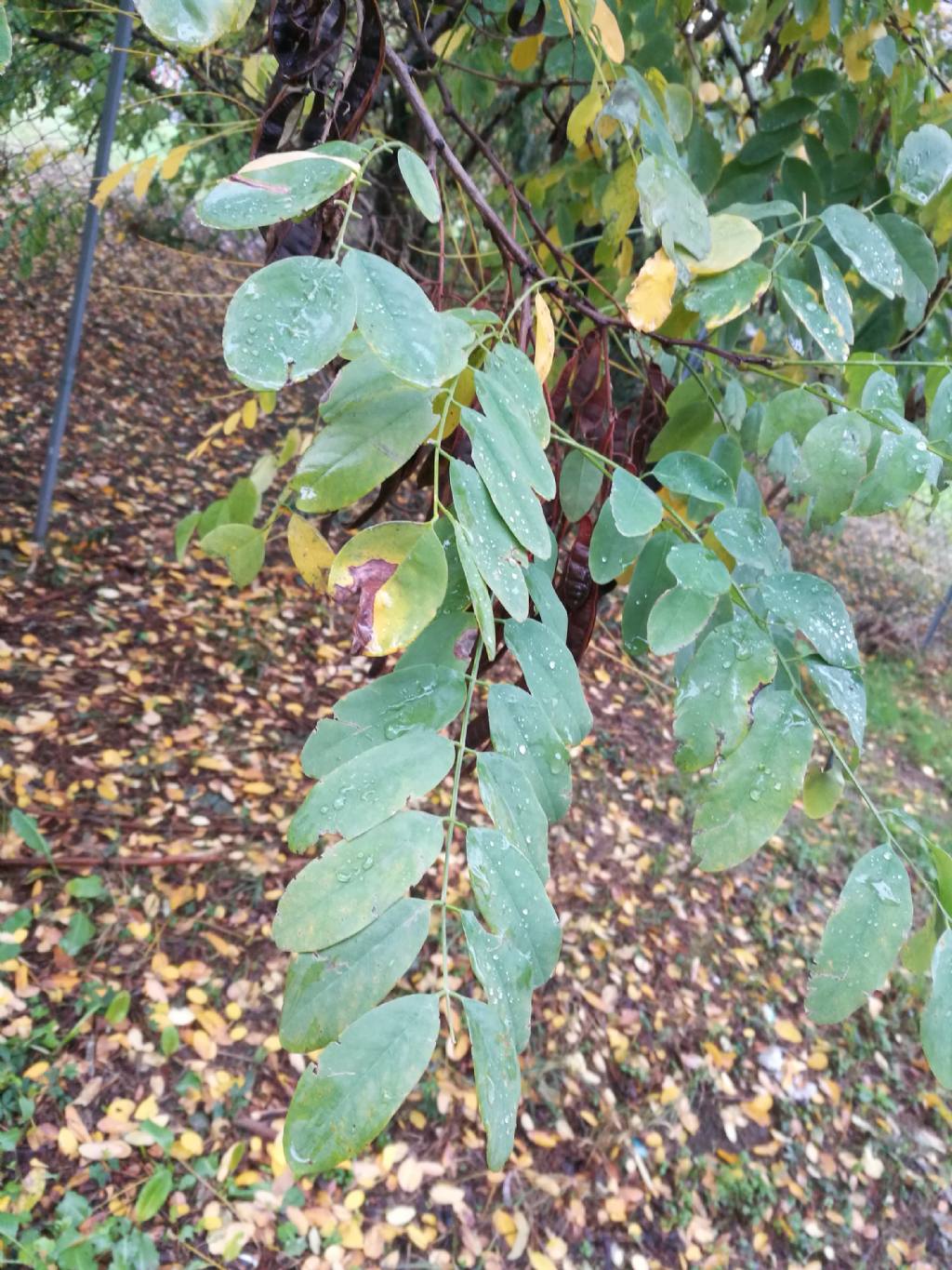 Gleditsia triacanthos (Fabaceae)