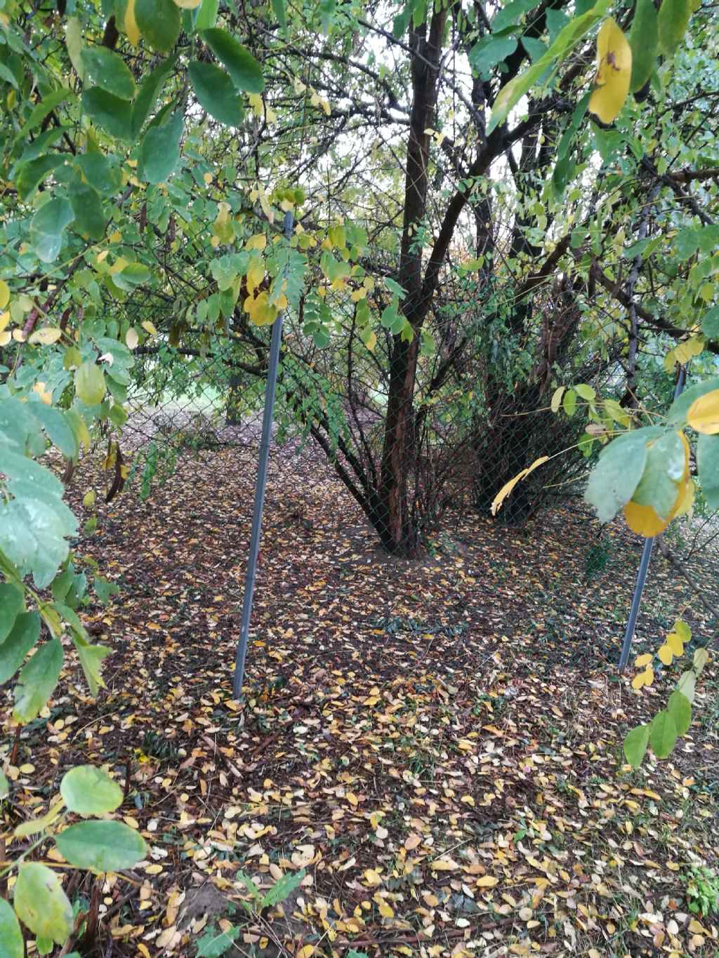 Gleditsia triacanthos (Fabaceae)