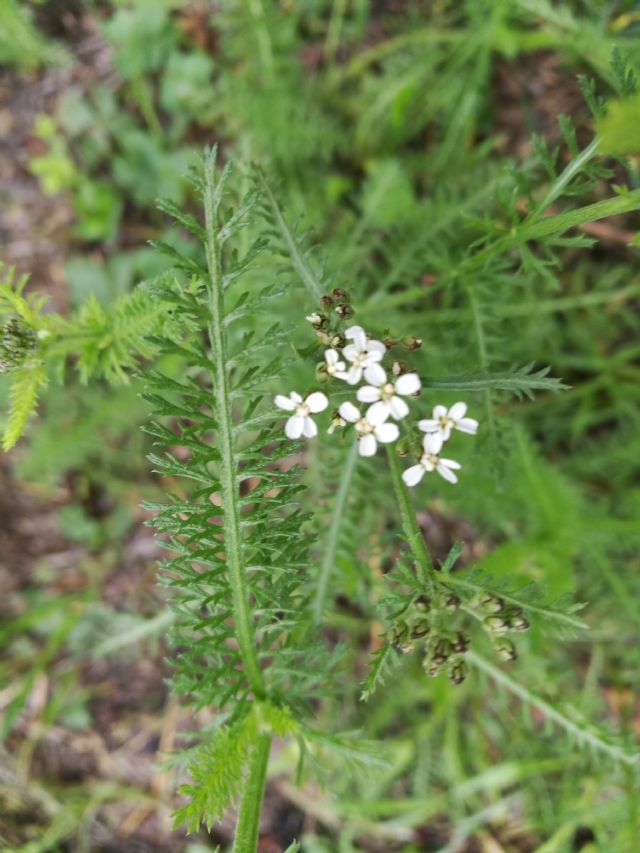 Achillea cfr. millefolium (Asteraceae)