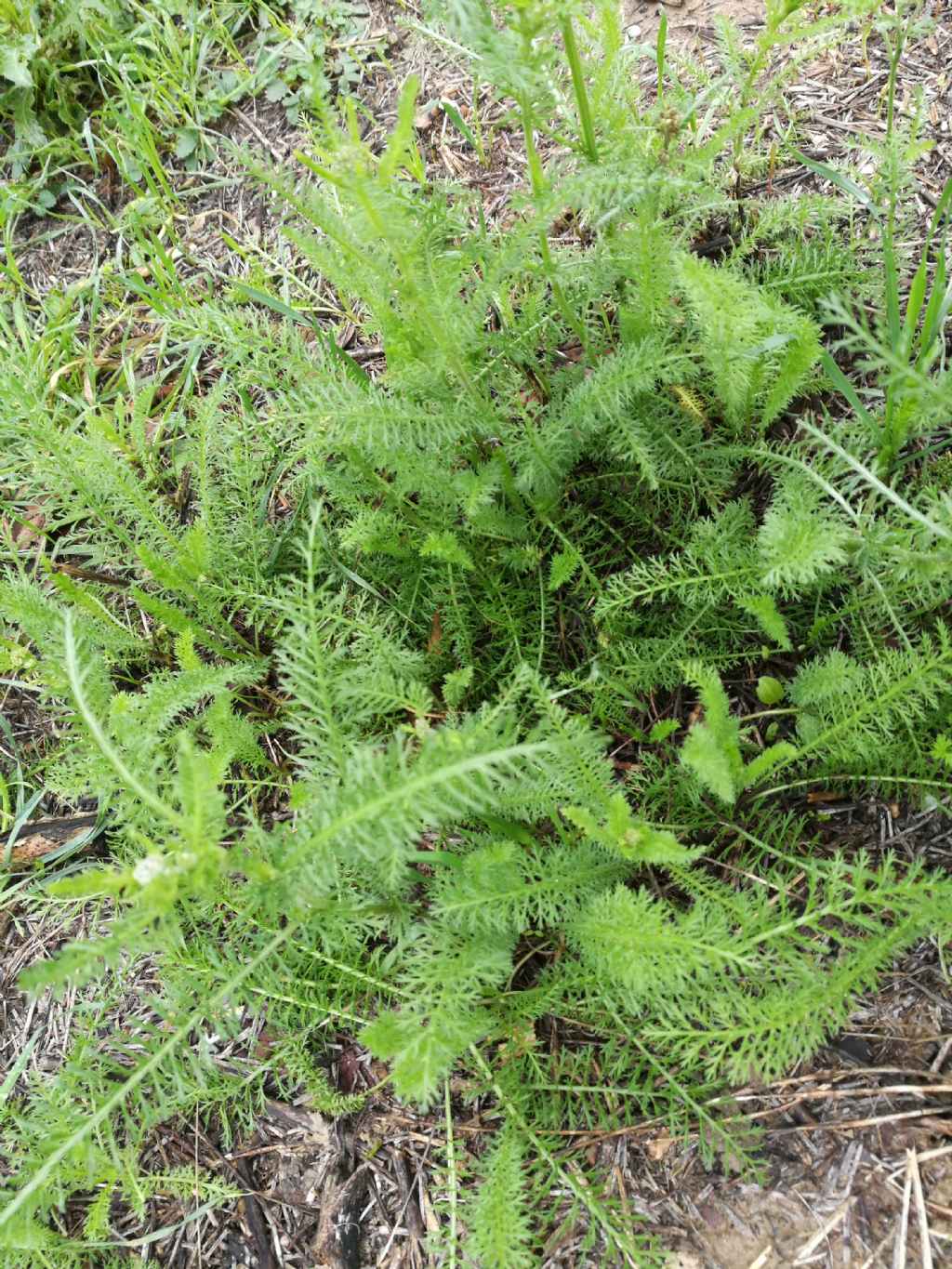 Achillea cfr. millefolium (Asteraceae)
