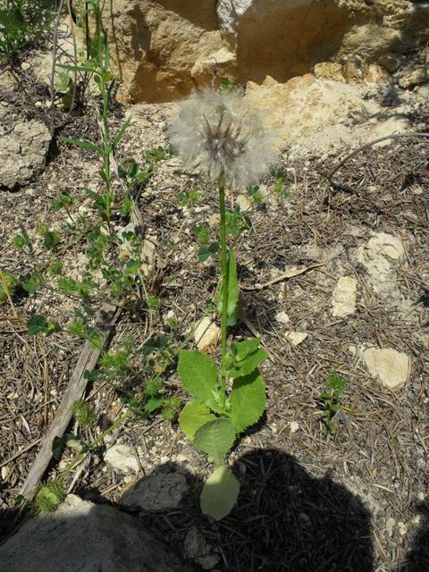 da determinare:   Urospermum sp.