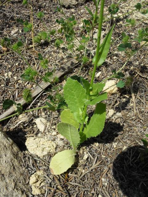 da determinare:   Urospermum sp.