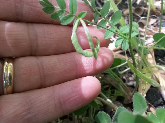 Ornithopus compressus (Fabaceae)