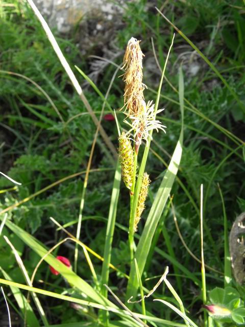 Carex