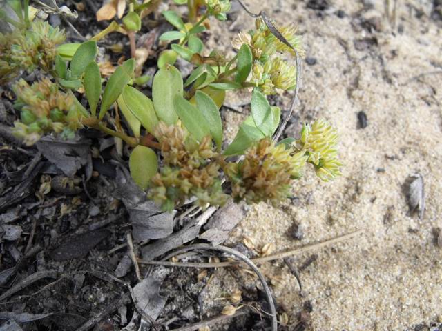 Polycarpon tetraphyllum?