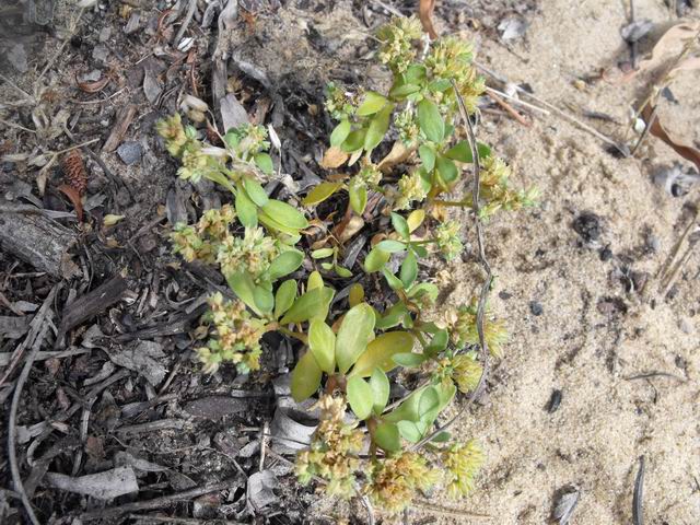 Polycarpon tetraphyllum?