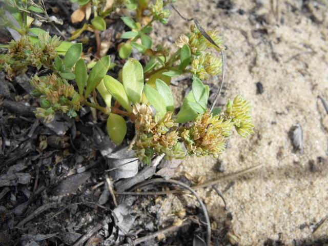 Polycarpon tetraphyllum?