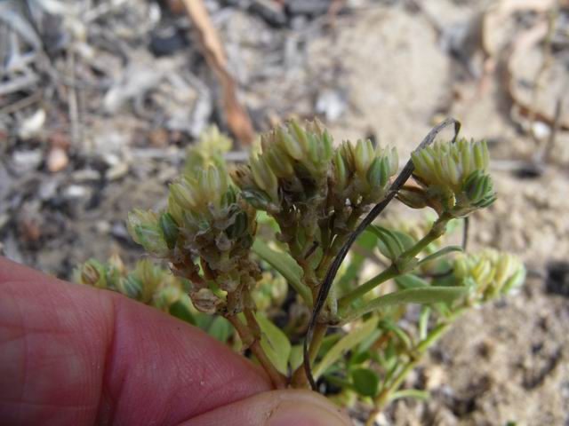 Polycarpon tetraphyllum?