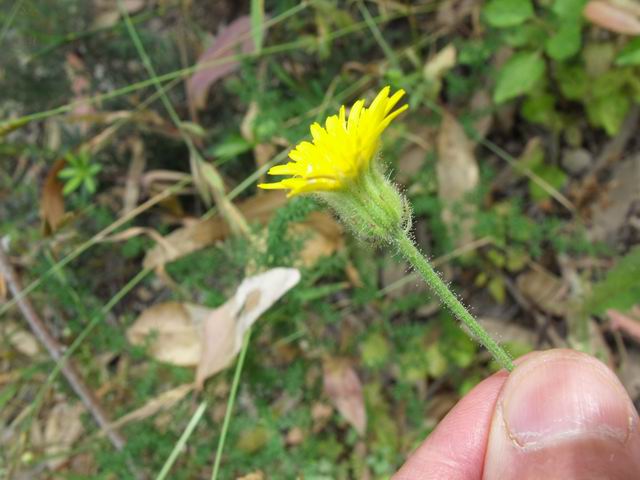 Crepis foetida .(Asteraceae)