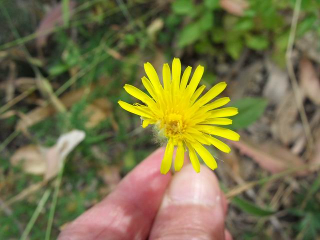 Crepis foetida .(Asteraceae)