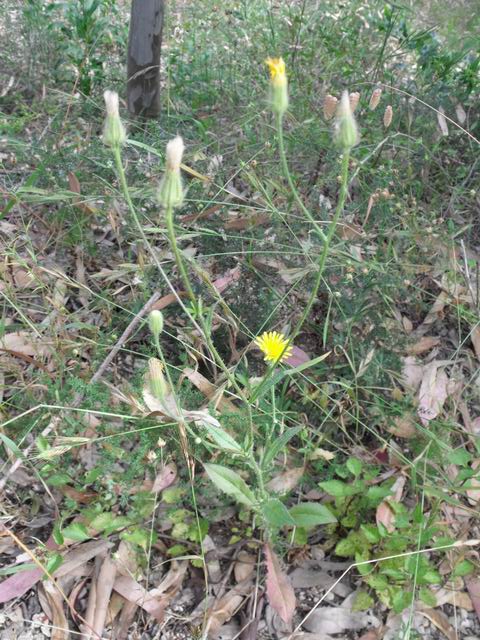 Crepis foetida .(Asteraceae)