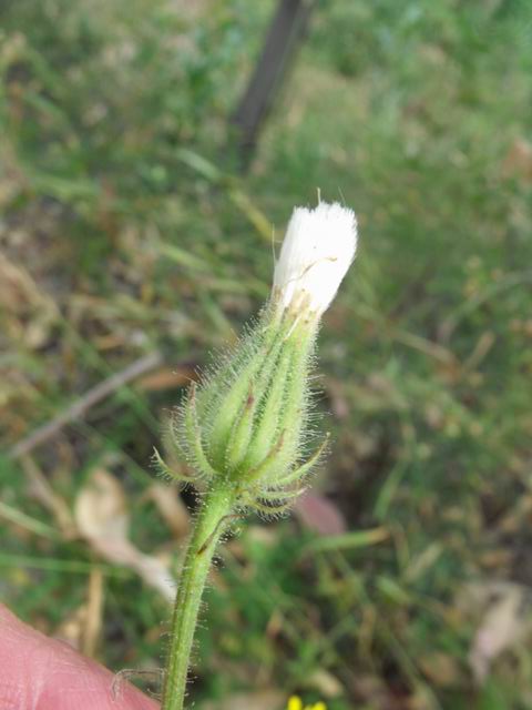 Crepis foetida .(Asteraceae)