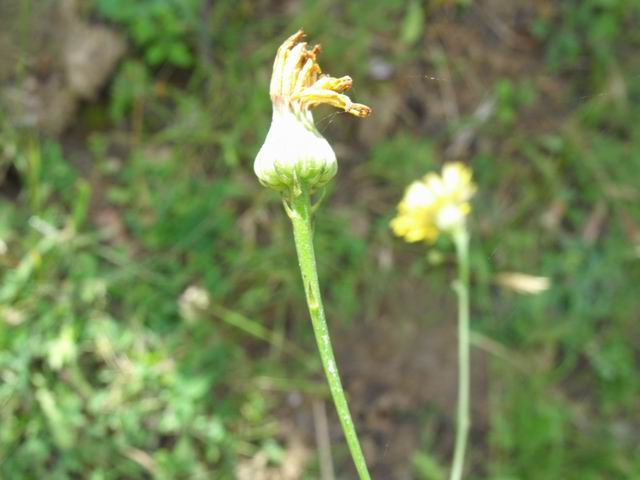 Tolpis virgata / Radicchio virgato