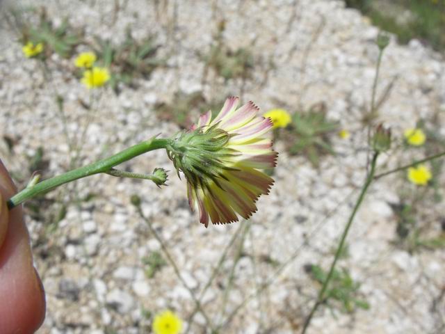 Tolpis virgata / Radicchio virgato