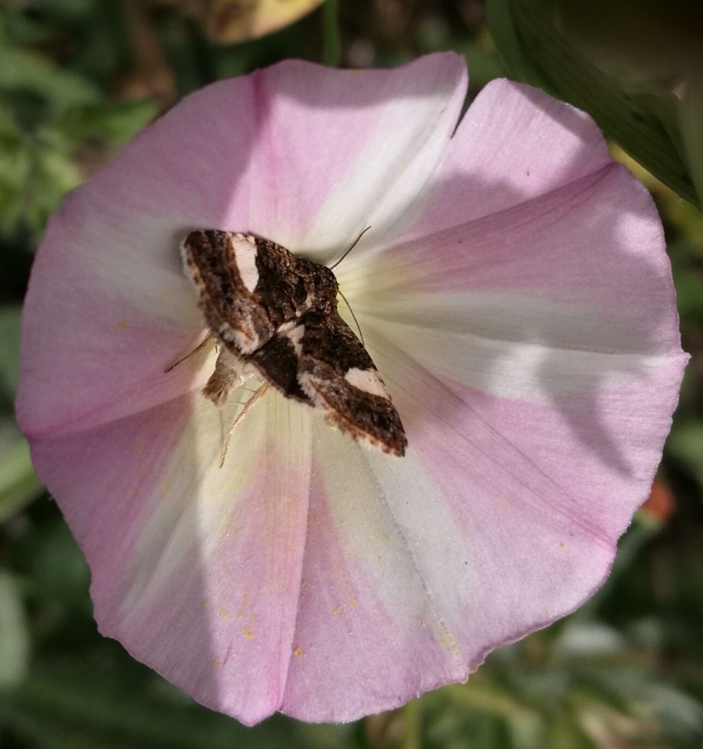 Da identificare: Tyta luctuosa - Noctuidae
