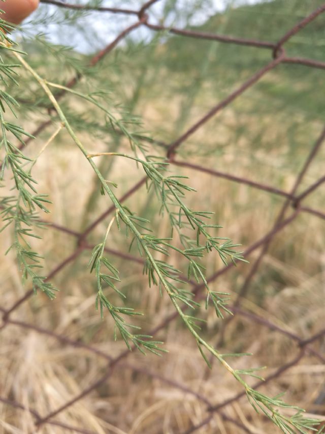 Asparagus cfr. officinalis