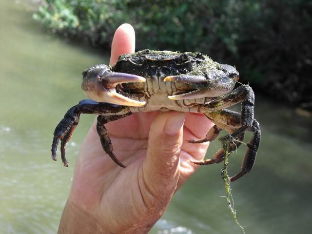 Malacostraca Decapoda:  Potamon fluviatile (Potamonidae)