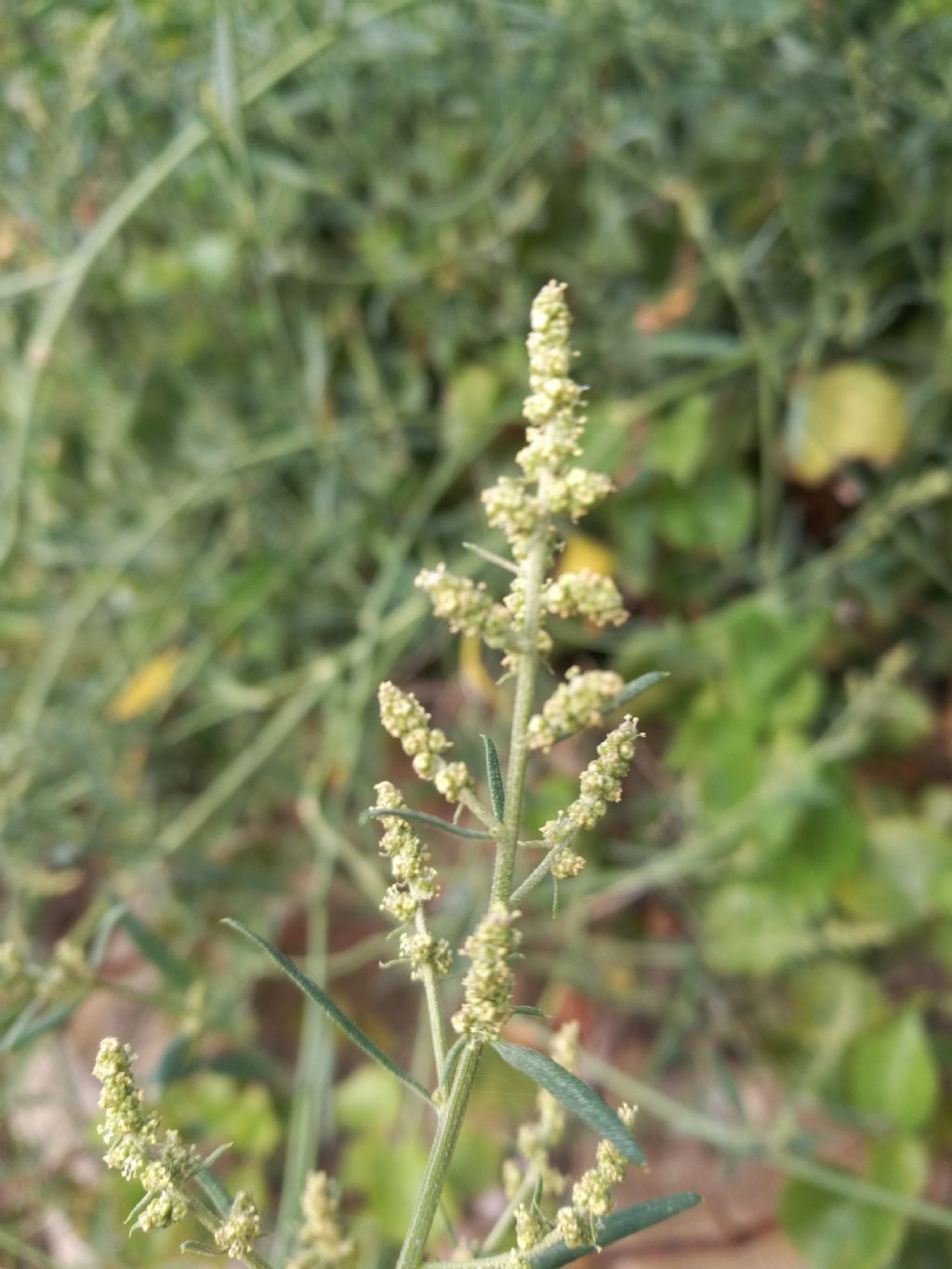 Atriplex patula / Erba corregiola