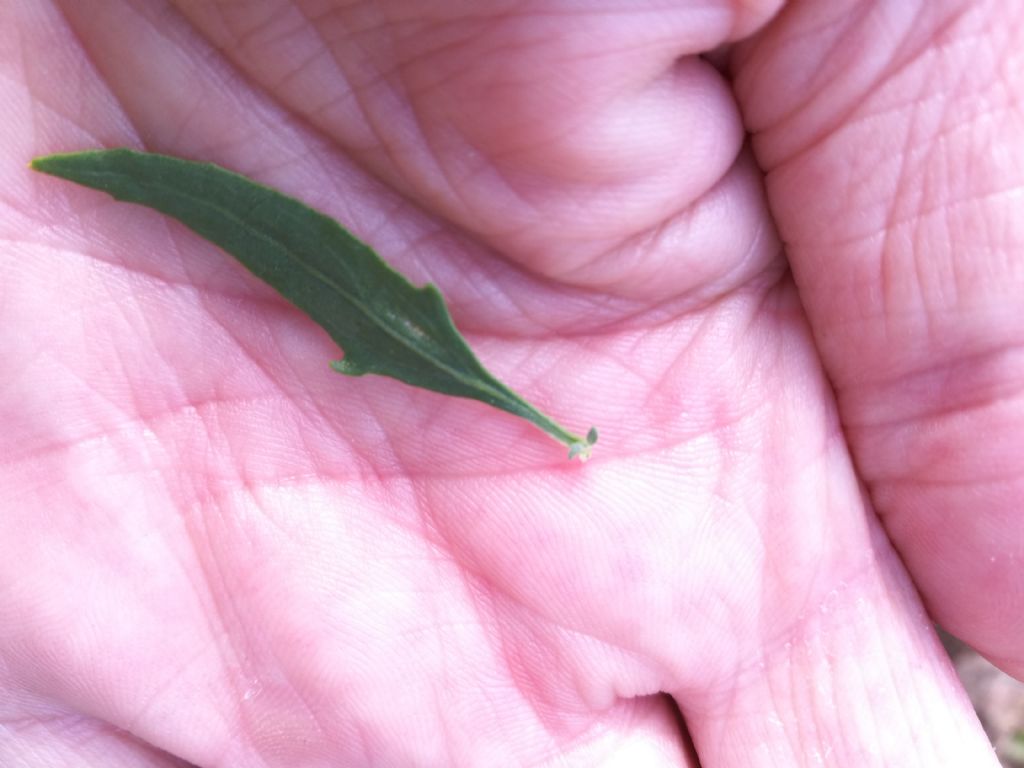 Atriplex patula / Erba corregiola