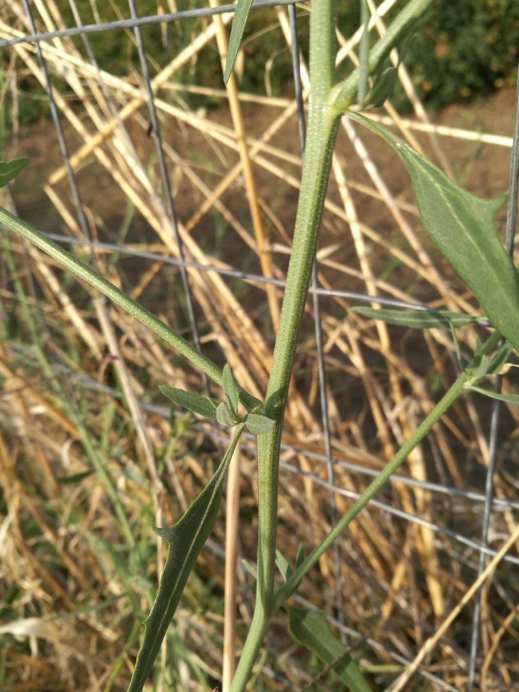 Atriplex patula / Erba corregiola