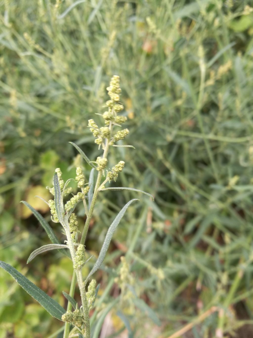 Atriplex patula / Erba corregiola