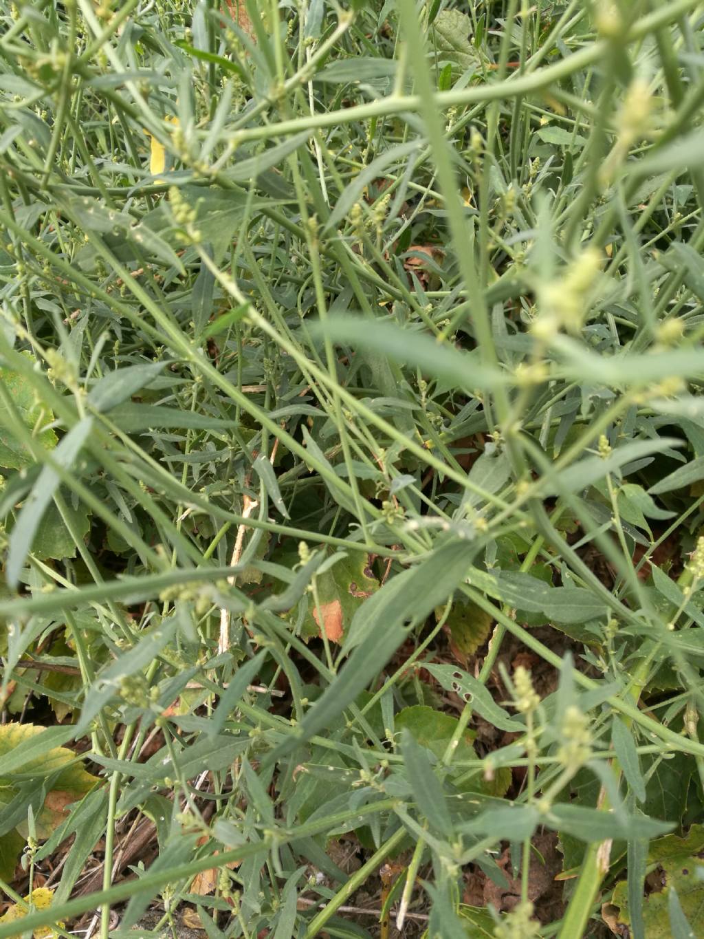 Atriplex patula / Erba corregiola