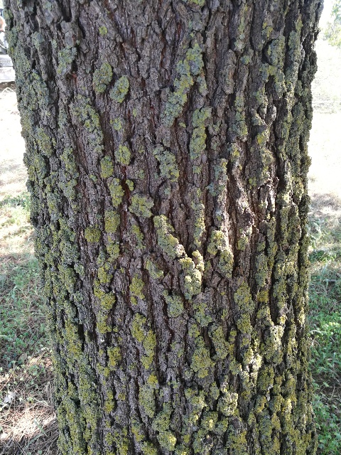 Quale specie di Quercia?