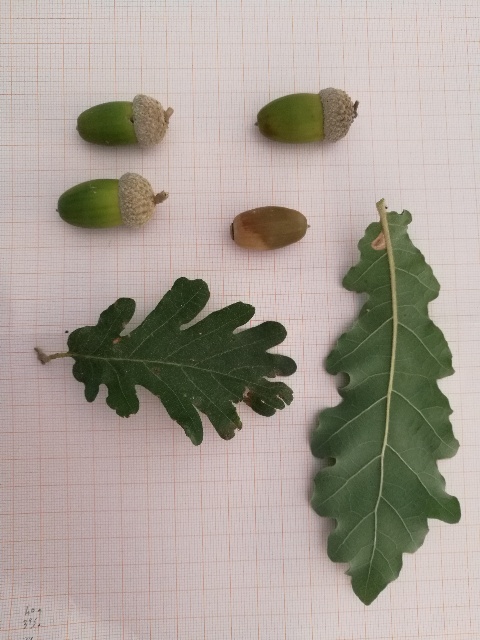 Quale specie di Quercia?