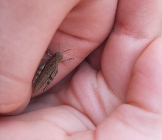 Da identificare:  Pezotettix giornae