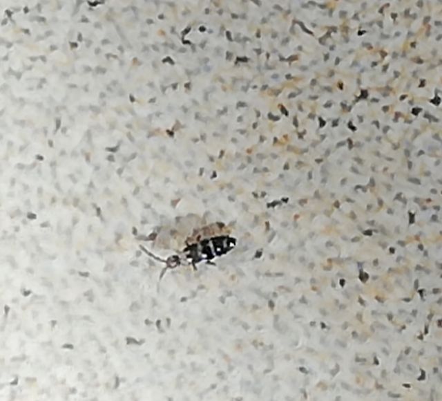 Insetti piccolissimi: Collembola Entomobryidae: cfr. Orchesella bifasciata