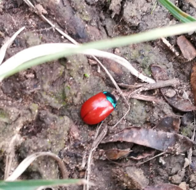 Chysomelidae: Chrysolina grossa