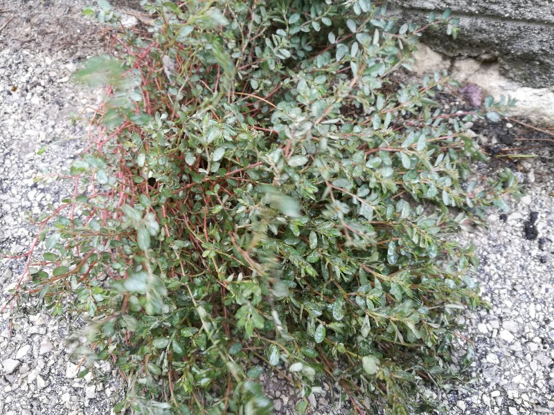 Euphorbia sp.:  cfr. E. maculata o E. prostrata