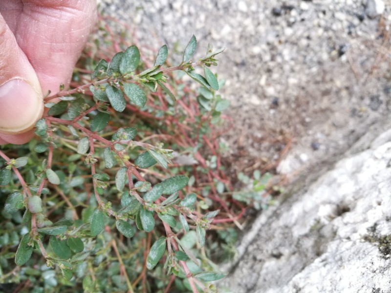 Euphorbia sp.:  cfr. E. maculata o E. prostrata