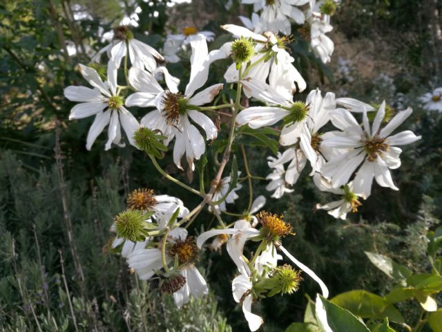 Montanoa bipinnatifida