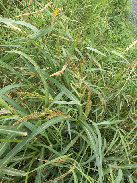 Echinochloa crus-galli