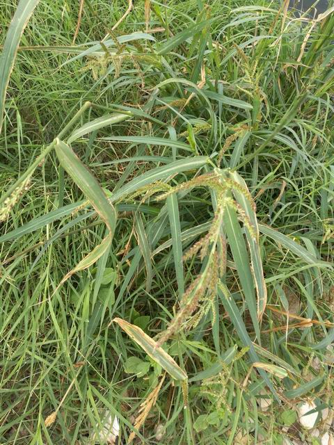 Echinochloa crus-galli