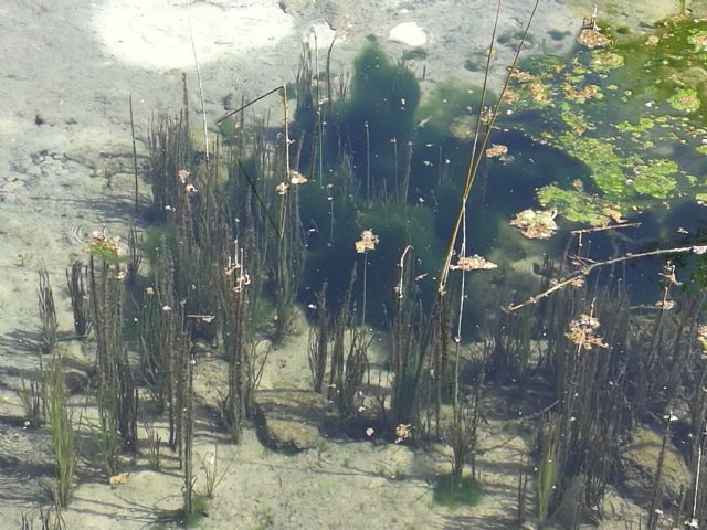 Piante acquatiche da determinare