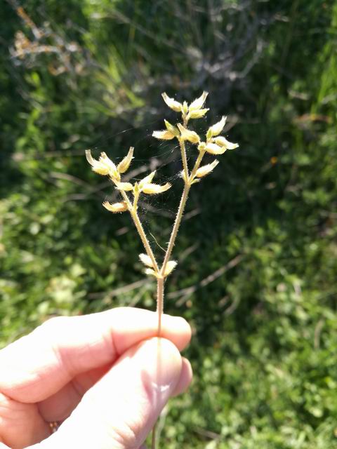 Cerastium sp. (Caryophyllaceae)