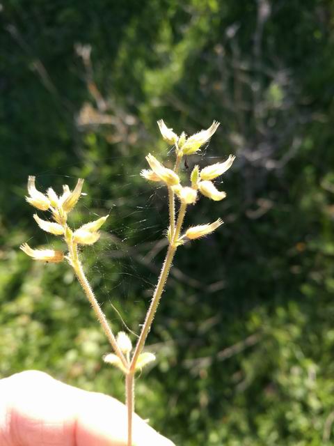 Cerastium sp. (Caryophyllaceae)