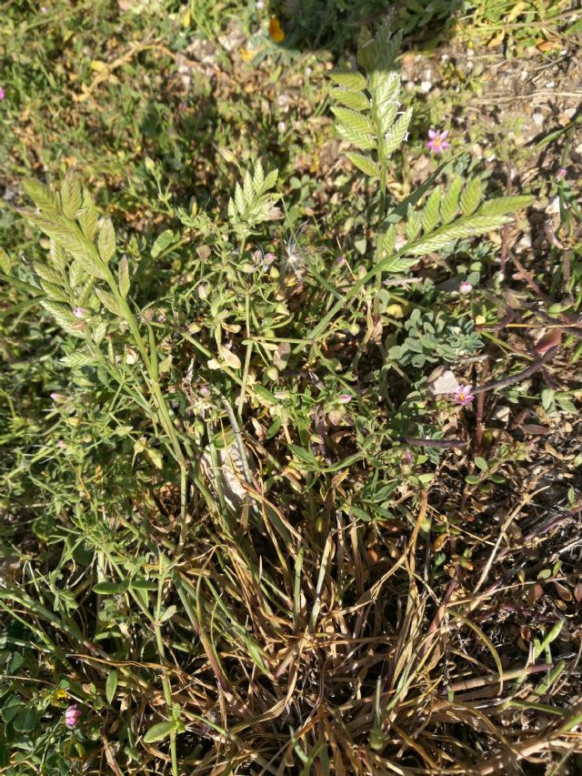 Desmazeria sicula (=Catapodium siculum) / Logliarello siciliano