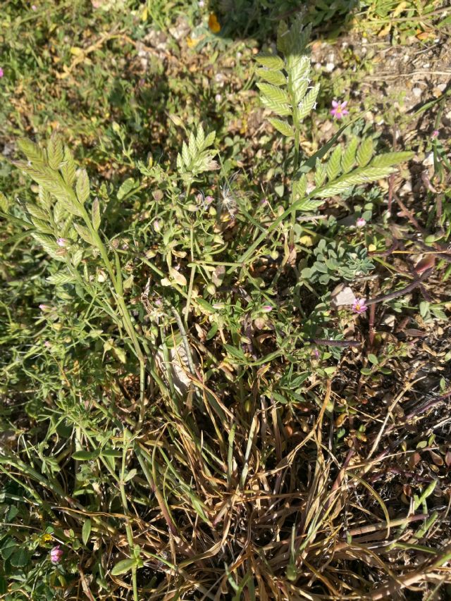 Desmazeria sicula (=Catapodium siculum) / Logliarello siciliano