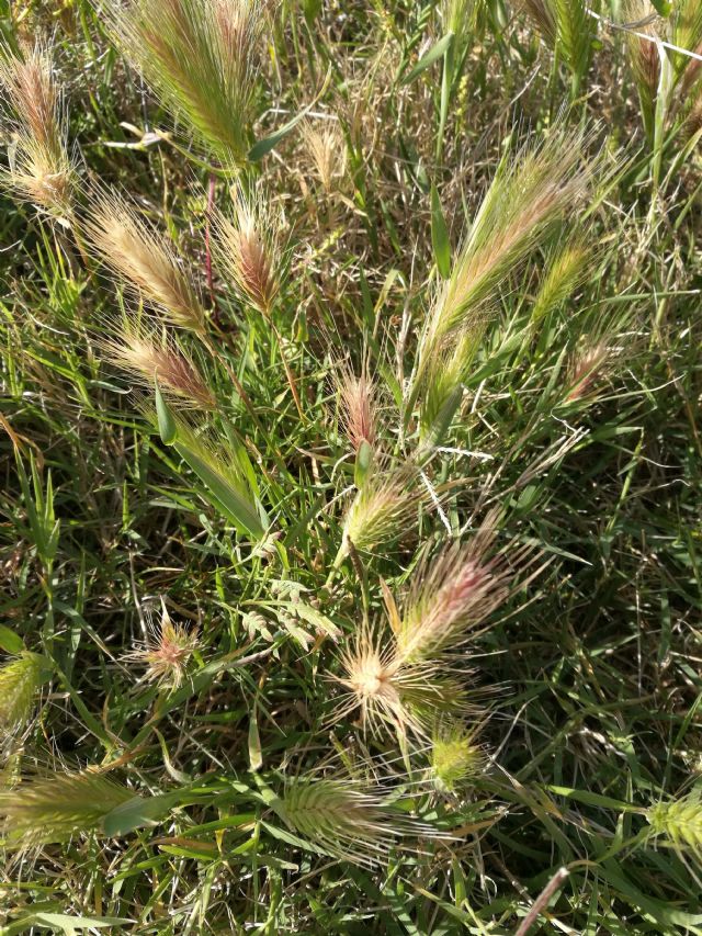 Hordeum murinum? si ... s.l. !