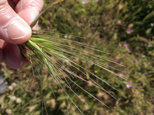 Hordeum murinum? si ... s.l. !