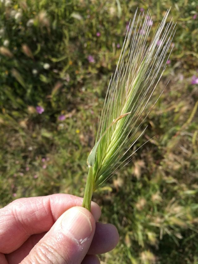 Hordeum murinum? si ... s.l. !