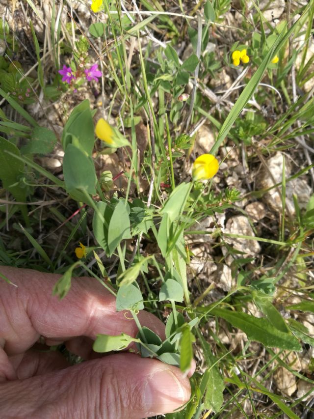 Lathyrus aphaca (Fabaceae)