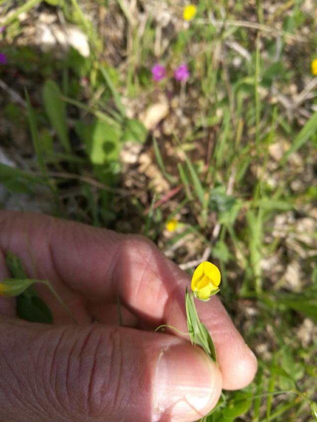 Lathyrus aphaca (Fabaceae)