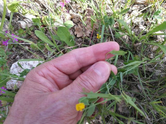 Lathyrus aphaca (Fabaceae)