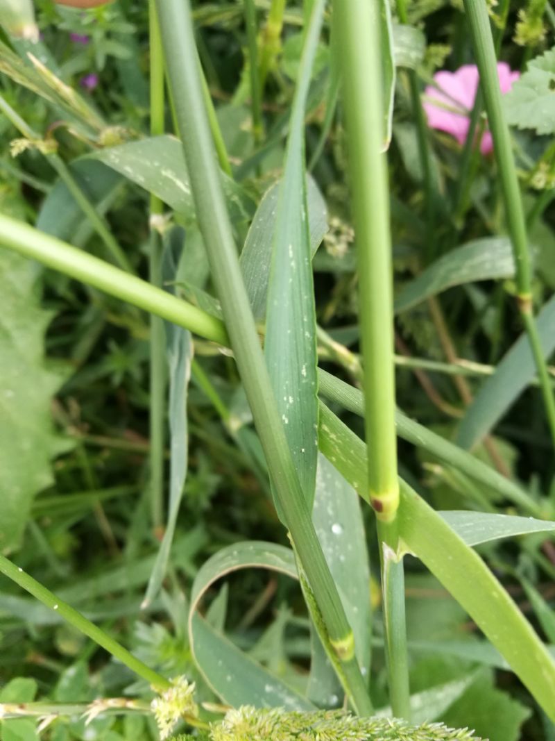 Polypogon viridis (Poaceae)