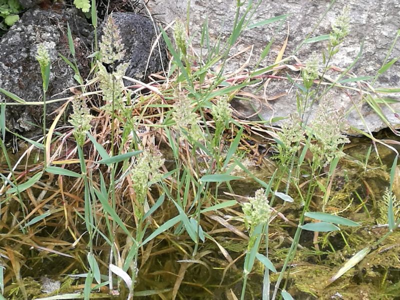 Polypogon viridis (Poaceae)