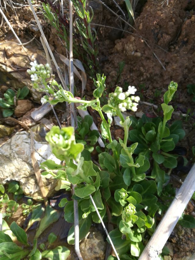 Samolus valerandi (Primulaceae)